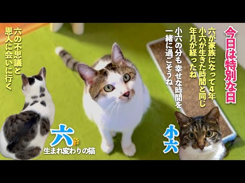 【特別な日】六が家族になって亡き愛猫の小六が生きた同じ年月を迎えたこの日は我が家にとって大事な日 | [生まれ変わりの猫] 六