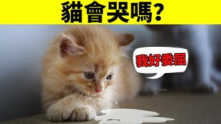 貓會哭嗎？貓會因為傷心和委屈流眼淚嗎？