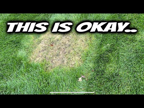 My Lawn Looks Terrible....And That's Okay