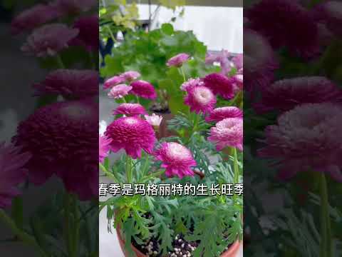 【蓝胖小花匠🎏】开成大花球的玛格丽特人见人爱，但是封闭阳