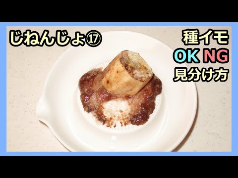 【楽々】波板自然薯ななめ栽培⑰ 種芋 OK品とNG品の見分け方