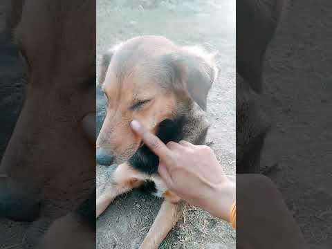 Thand aa rhi hai dosto  #shortvideo #comedy #doglover