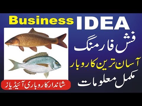 Fish farming business in Pakistan | Small Business Ideas in Pakistan | Business idea