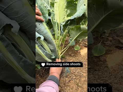 Side Shoots From Cauliflowers Can Be Planted? #farming #gardening #tips