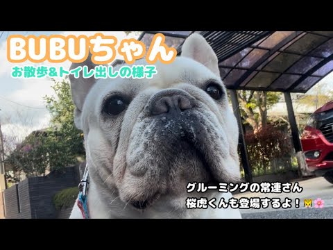 【ペットホテル】お預かり中のフレブルちゃんのご紹介！🐶🌸&グルーミングに来てくれた桜虎くんのシャンプー動画🛁【グルーミング】