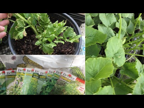 Starting our Garden 2021 | Peek at our Regrowing Celery Plant from Stalk | Some other Craziness