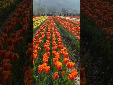 Indira Gandhi Memorial Tulip garden in Srinagar, Kashmir, is the largest tulip garden in Asia!