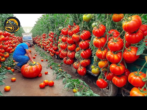 How Tomato Be The Basic Fruit For Farm Work - Agriculture with Grand Machine