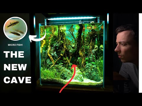 I Made a CAVE AQUASCAPE For *RARE* Tiny Freshwater Fish, Here's How!