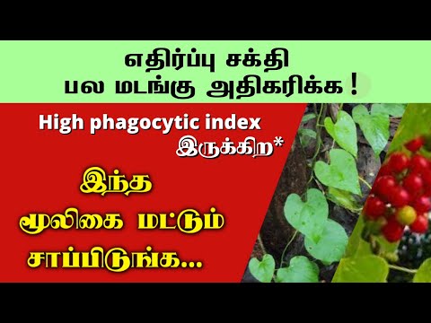 எதிர்ப்பு சக்தி அதிகரிக்கும் அபூர்வ மூலிகை ! immunity booster | Tinospora cordifolia | seenthil kodi