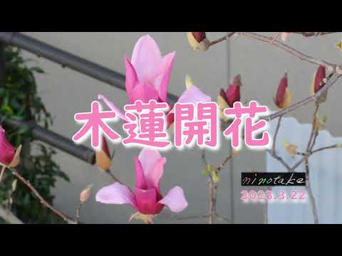 木蓮開花