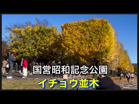 【国営昭和記念公園】11/23  かたらいのイチョウ並木トンネル。ライトアップの瞬間。昼と夜の景色をご覧下さい。