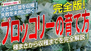 ブロッコリーの上手な育て方（種まきから収穫までを完全解説）ブロッコリー栽培方法のコツとポイントが分かる！