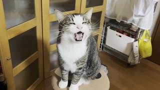 名前を呼ばれたら元気よく返事をする猫