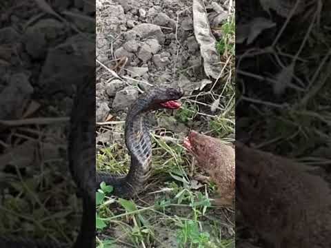 Snake fight #dangerous #fight #viral #follow #please