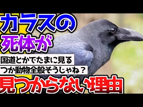 【2ch動物スレ】賢すぎる「カラス」の死体が見つからない理由とは。→そもそも動物の死体見なくないか？ #昆虫 #生き物