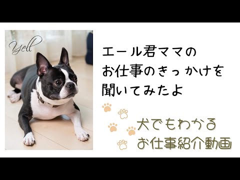 犬でもわかるお仕事紹介動画　エール君ママのお仕事のきっかけを聞いてみたよ