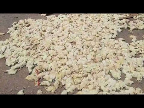 Lost 500 Two Weeks old broiler chicken due to fire 🔥