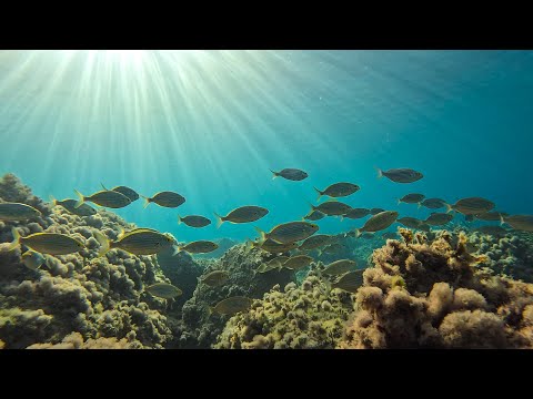 Crystalline seabed filmed in a paradisiacal marine reserve of the Mediterranean Sea 4K ultra HD.