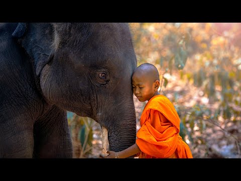 How Wild Animals And Humans Co-exist In Urban Asia | WILD ASIA