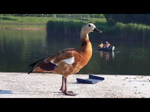 The ruddy shelduck (Tadorna ferruginea) / Călifar roșu mâncând