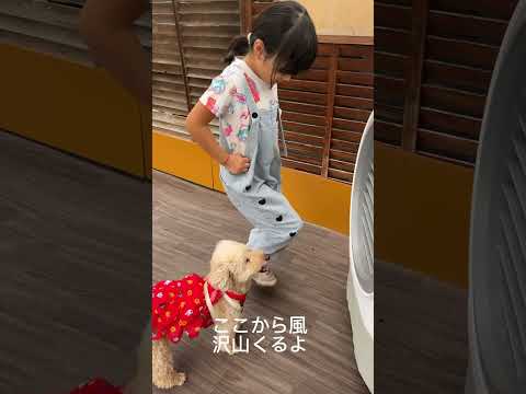 強風オールバック挑戦してみた犬 #トイプードル #dog #強風オールバック