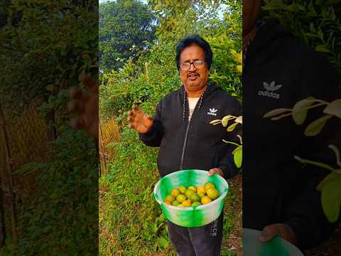 ଗୋଟିଏ ଡାଳରେ ଏତେ କମଳା#youtube#kitchengarden