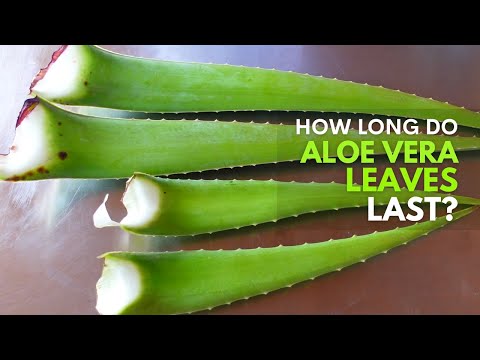 How Long Does Aloe vera Leaf Last?