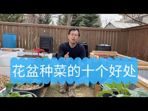 花盆种菜的10个好处，才知道花盆种菜非常值得，无论你是否有菜园，千万别错过了！