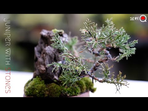 Mini bonsai with stones made from inexpensive materials [Bonsai Q]