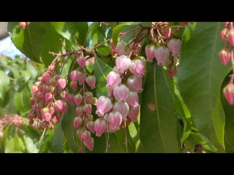 馬酔木と元旦桜　浄瑠璃寺の浄土の庭園