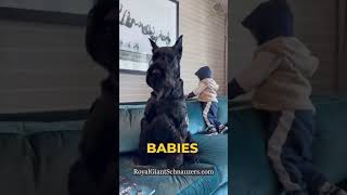 How protective are giant schnauzers with babies‼️😳 #giantschnauzer #schnauzer #puppiesofinstagram