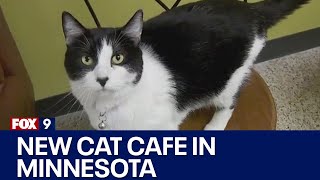 Coffee, cuddles at Roseville’s new cat cafe