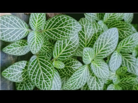 Beautiful Plant | Nerve Plant #shorts