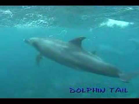 御蔵島イルカ　mikura Is.　dolphin　080503　No.1