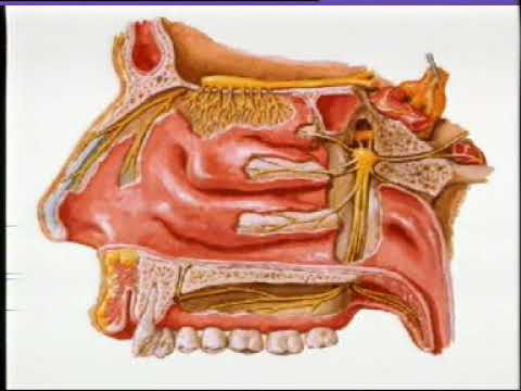 088 神經系統解剖 腦神經