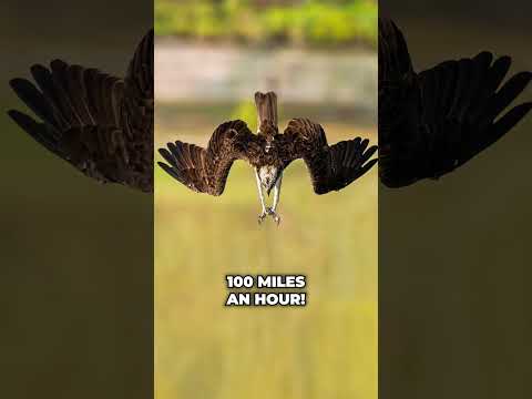 Osprey Fun Facts!