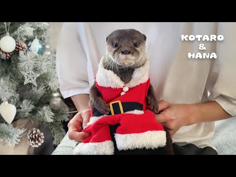 Otters Have A Very Merry Christmas Party!