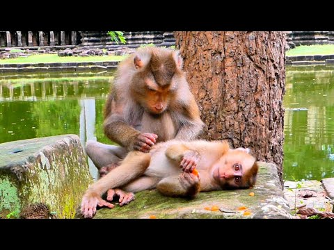 Pregnant Monkey Libby stopped giving milk to Tiny LEO, But She always gave him warmth all the time.