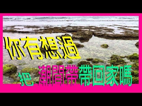 『水族系列 ep15』水族教學 | 淡水海水皆可用的藻類系統！！！！ＡＴＳ藻屏！！