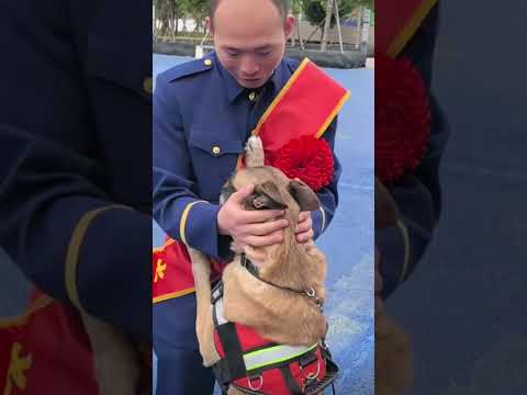 消防员光荣退出 一起生活7年的搜救犬不舍训导员离去 #中国