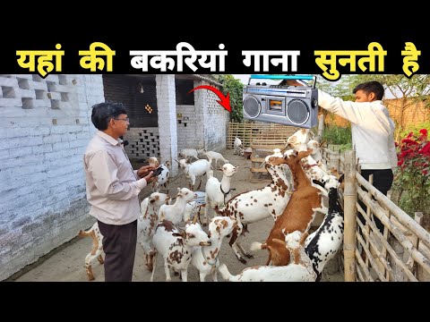 बकरी पालन कैसे करें | How to start a goat farming business | Goat farming in hindi