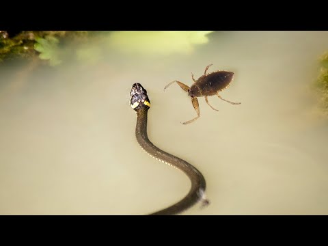 This Snake Will Killed by Underwater Bug