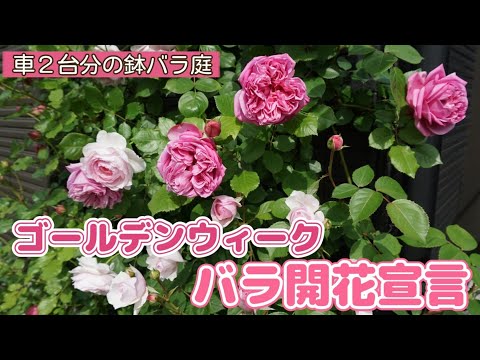 開花しました🌹ゴールデンウィーク中の記録【2022】