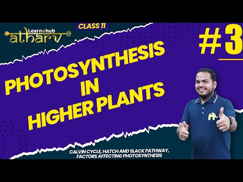 Photosynthesis in Higher Plants Class 11 Biology NCERT Chapter 10 #3 | Calvin Cycle , H S Pathway