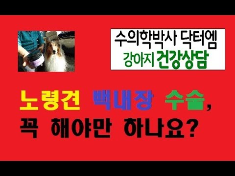 노령견 강아지 백내장 수술을 꼭 해야 되나요?