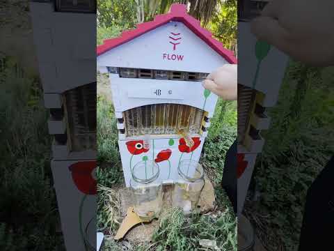 Painted Flow Hive Honey Harvest ❤️