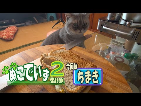 【サンドイッチ切るのを待っている猫はいませんか】なめんにゃ