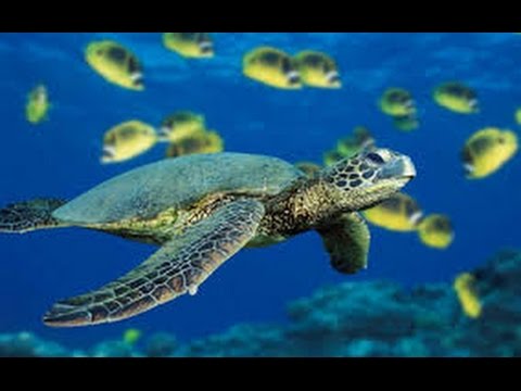 Sea Turtles Documentary HD - Turtles and Tortoises animal planet