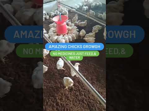 Amazing chicks growth #youtubeshorts #poultryfarming #day15